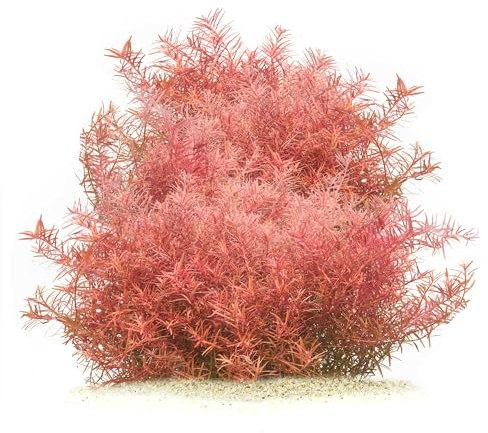Rotala rotundifolia H'Ra - in vitro XL - 8,5cm Bechergröße - Hintergrund Wasserpflanzen für Aquarien
