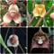 300 Stück affen orchidee pflanze kaufen samen dracula simia monkey orchid Affengesicht Orchidee - Seltene Pflanzen serie - mix balkon hochbeet blumensamen balkon garden bienenwiese