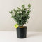 Plantì EUONYMUS JAPONICUS Arbusto sempreverde da esterno, vaso da 19 cm. Piante vere da giardino e terrazzo con foglie variegate. 6 mesi di concimazione inclusi. Idea regalo pianta da esterno.