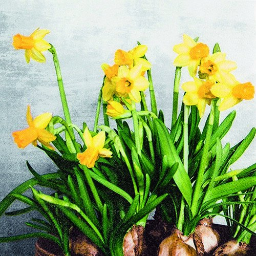 20 Servietten Frische Narzissen/Blumen/Frühling/Ostern 33x33cm