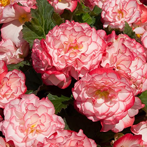 Begonia 'Nonstop® Rose Petticoat' Outdoor Garden Flower Half-Hardy Perennial Plant Ideal for Patio Containers Double Blooms of White and a Deep Rose Picotee 12x Plugs by Thompson & Morgan (12)