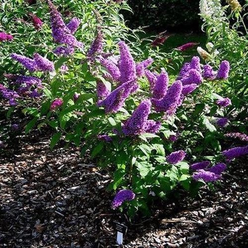 50 Semi farfalla Bush estate lilla Semi (Buddleja davidii)