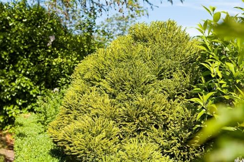 Cryptomeria japonica 'Globosa Nana' 40 cm Stammhöhe – Immergrün, Winterhart, Pflegeleicht – Japanische Sicheltanne – Solitärgehölz für Kübel & Garten