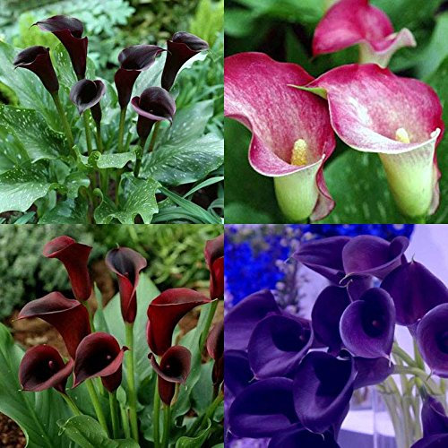 1pcs de la cala de los bulbos (no semillas) 13 tipos coloridos de la cala plantas en maceta Flores Raras envío gratuito