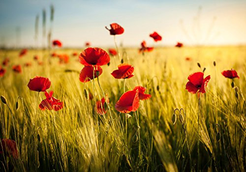 wandmotiv24 Photo murale Champ de blé et coquelicots S 200 x 140cm - 4 pièces photo, papier peint non tissé Champ, fleurs M0398