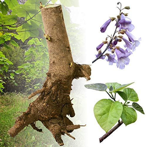 Blauglockenbaum Paulownia SHANDONG schnellwachsend - auch bekannt als Kiri-Baum, Kaiserbaum mit blauvioletten & glockenförmigen Blüten als Wertholz & Schattenbaum (1 Stk., Wurzelstock dreijährig)
