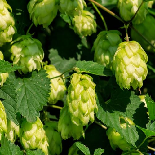 wilder hopfen, bio, balkon, winterharte exotische, 50samen