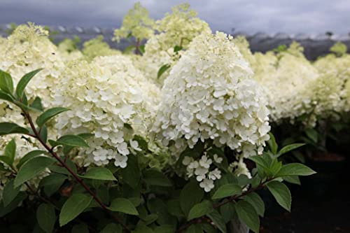 Suttons Hydrangea paniculata Garden Plant Bobo Hardy Dwarf Flower Pure Summer White Blooms Outdoor Shrub Attractive to Pollinators Easy to Grow 1 x 3.6 Litre Pot