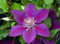 Ponak Neue 20 Stück Weinrebe Clematis Blumen Samen violett rot