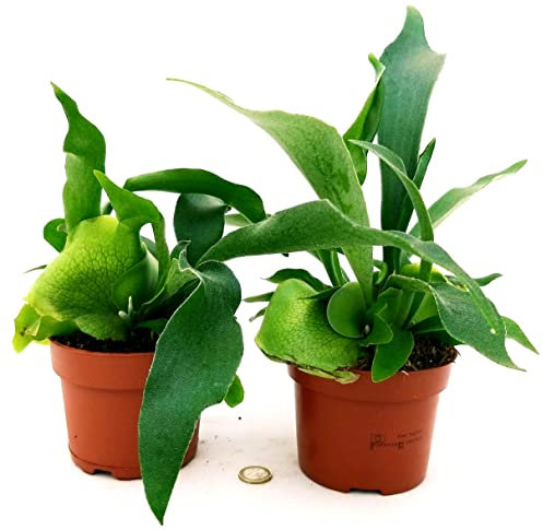 POWERS TO FLOWERS - PLATYCERIUM ALCICORNE, 2 PIANTE, VASO 12CM, piante vere