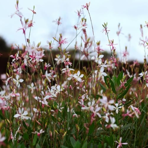 Gaura lindheimeri Siskiyou Pink Prachtkerze 12 Pflanzen Ø9 cm 10-25 cm