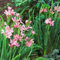 Bloomique - Schizostylis Coccinea - Lys des Cafres rouge - Glaïeul des marais - Plantes de bassin - Plantes aquatiques - Rustique - Hauteur 10-20 cm - Pot 9 cm