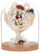 BENECREAT Glas-Display-Kuppelglocke, 19x15cm Große Glasglocke Gewölbte Glasgefäße, Dekorative Gläser Mit Korkboden Für Blumenpflanzen, Proben, Basteldekorationen, Innendurchmesser: 14 cm
