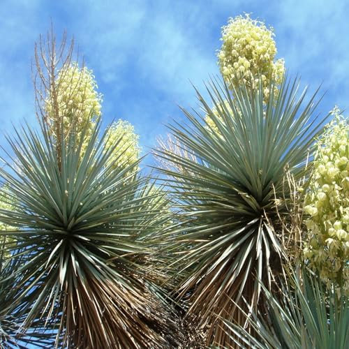 Pianta vera di Yucca gloriosa - Diametro Vaso Ø 24 cm
