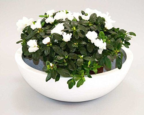 Elegant Einrichten Pflanzschale Fiberglas rund D46xH16m Hochglanz weiß