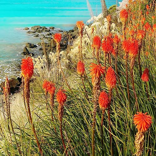 100 Stücke Fackellilie Samen Winterhart, Bienenweide Saatgut Mehrjährig, Pflanzensamen (Kniphofia Uvaria) Wildblumenwiese, Saatgut Geschenk Blumenwiese Samen, Exotische Pflanzen Winterhart