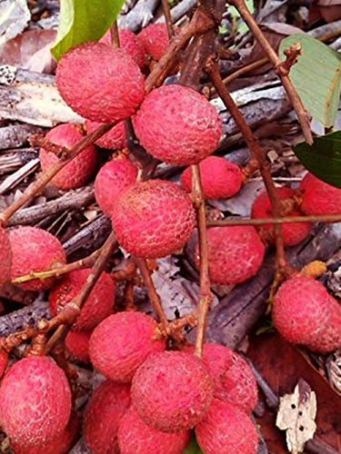 Azienda PLAT Germinazione dei semi: semi di Specie di Orchidea Vanda: Pumilla - Anno 2018