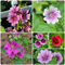 80 pcs wilde malve samen bio - Malva sylvestris -blumensamen geschenk, malve staude pflanzensamen blumen balkon, exotische pflanzen kübelpflanzen, bienenfreundliche blumensamen