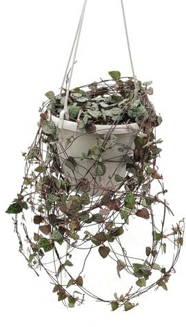 Fangblatt - Ceropegia linearis ssp. woodii - Leuchterblume in der Ampel Ø 14 cm Topf - hängende Zimmerpflanze - String of Hearts