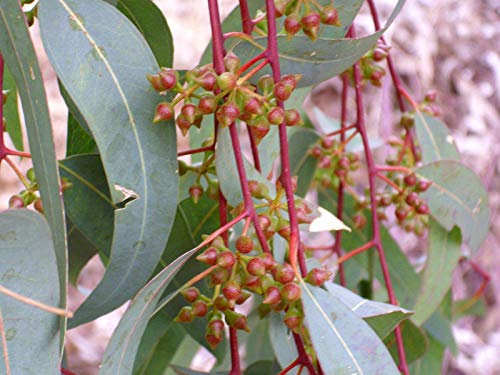 Roter Eukalyptus (Eucalyptus camaldulensis) 20 Samen