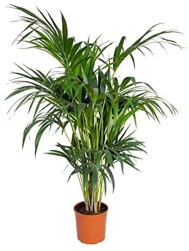 Bloomique - Howea Forsteriana - Kentia Palme - Zimmerpflanzen - Pflegeleicht - Haustierfreundlich - Höhe 120-130 cm - Topf 24 cm
