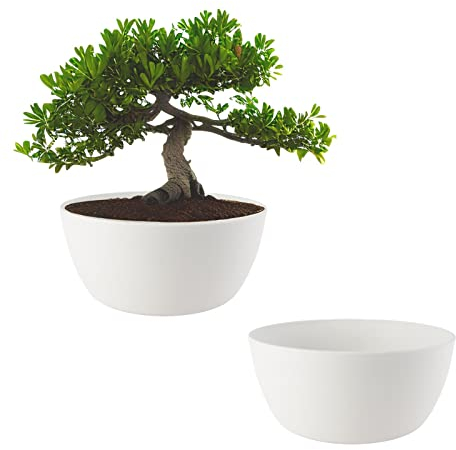 ECOMACETAS FLOWERPOT STORE Maceta Bonsai, Macetas para Bonsais, Cactus, Suculentas, Crasas Redonda Baja de Plástico Blaco (2, 20 cm)