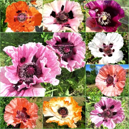 Türkischer Riesen-Mohn Papaver orientale farbenfrohe Mischung absolut winterharte Staude Blumensamen Mohnsamen 250 Samen von der-kleine-gaertner