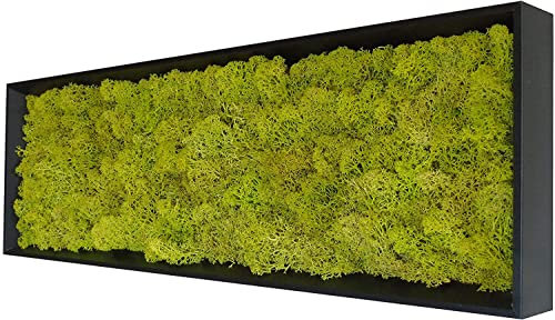 Myvegetal tableau végétal stabilisés lichen sans entretiens - tableau de plantes et décoration murale d'intérieur, plantes et fleurs éternel made in France