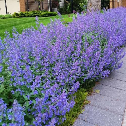 semi di gatta biologica, Nepeta cataria, menta resistenti medicinali da balcone vecchie varietà perenni resistenti 300pcs