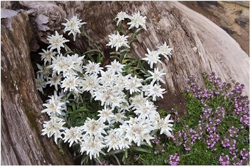 Stauden Gänge 10 x Leontopodium souliei 'Alpina White' Edelweiß winterhart | Weiße Staude für Sonne, Blüte Juni bis August, mehrjährig, 9x9 cm Topf