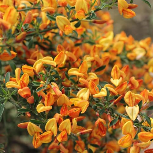 Cytisus 'Apricot Gem' 9cm Plant x 2. Fragrant Orange Flowers. Perennial Shrub. Compact Broom. Available from Bedwen Plants.