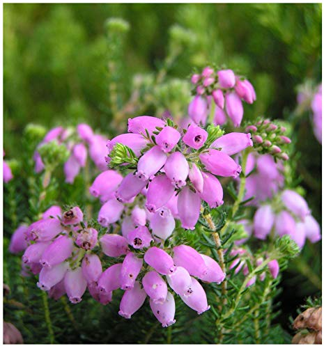 GrowOn Shrubs [x4] Heather Erica x Stuartii 'Irish Lemon' | Multi-Pack | Evergreen Shrubs | Outdoor Garden Ready Plants | Summer and Autumn Flowering | Mauve-Pink Flowers