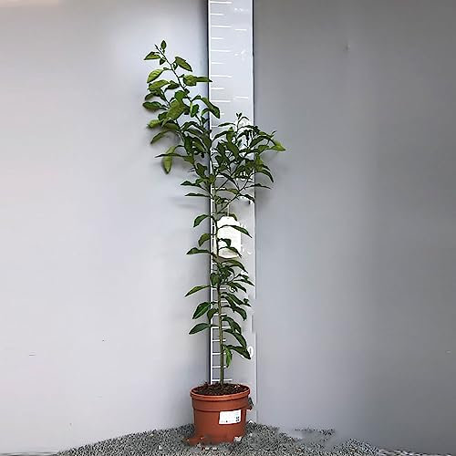 SAVINI VIVAI Pianta di Arancio Albero di Agrumi Arancio Amaro in Vaso da 20 cm Altezza 70 cm 2-3 Anni di innesto Made Italy