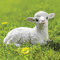 Coopers of Stortford Lamb Spring Easter Garden Outdoor Ornament (Lottie Lamb)