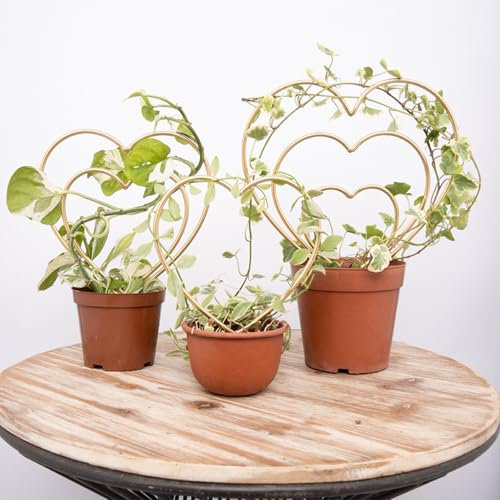 Mirthdino Zimmerpflanzen-Rankhilfe 3er Set - Mini Gold Herzförmige Rahmen für Kletterpflanzen Hoya, Efeu und Pothos - Kleine Topfpflanzenstütze für Innen und Außen