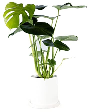 Swiss Cheese Plant Monstera Deliciosa in a 14cm Pot. 50-60cm Tall Approx