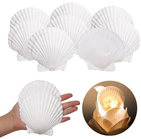 10 STK Jakobsmuschel Muscheln Große 9-11cm Muschelschalen Muscheln zum Basteln NatüRliche Muscheltasche Jakobsmuscheln KüChendekoration Vorspeisenteller Snackdekoration Aquariumdekoration Weiß