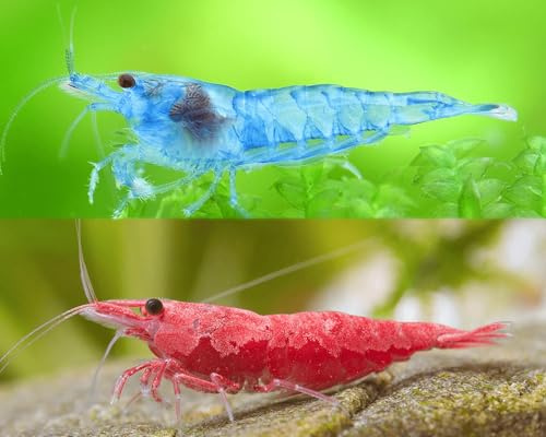 Garnelen Set für Leitungswasser & hartes Wasser - Red Sakura, Blue Jelly, Orange Fire & Amanogarnelen - Pflegeleichte Neocaridina für Anfänger im Aquarium - 10-30L