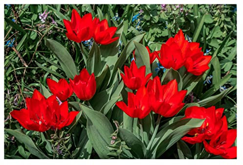 10 x Red Dwarf Tulip Praestans Zwanenburg Spring Flowering Bulbs Garden Patio Balcony Ready for Planting Now