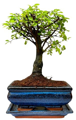 Bonsai Trees (5yr Old Broom Style Elm)