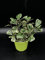 Plante de FICUS TRIANGULARIS Panaché - en pot Ø 12 cm - H. 25/30 cm