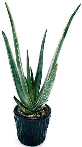 POWERS TO FLOWERS - ALOE VERA 3 ANNI, IN VASO CERAMICA NERO, Pianta vera