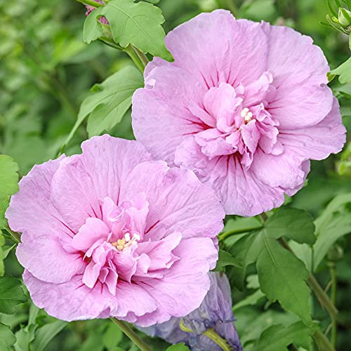 Hibiscus Lavande Française Chiffon - Arbuste à fleurs résistant | 15-30cm (pot inclus)