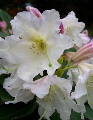 Rhododendron Dufthecke -R- 50-60 cm hoch mit Ballen