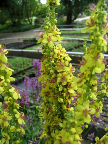 Staudenkulturen Wauschkuhn Verbascum chaixii - Königskerze - Staude im 9cm Topf