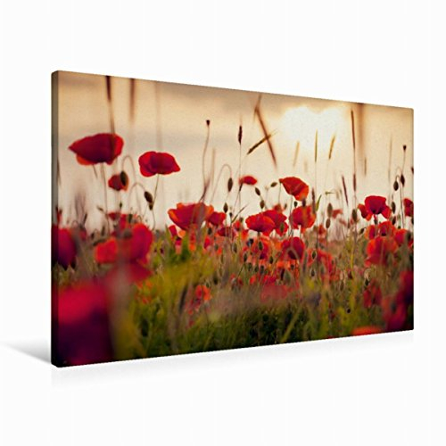 Premium Textil-Leinwand 90 x 60 cm Quer-Format Mohnblumen im Abendlicht | Wandbild, HD-Bild auf Keilrahmen, Fertigbild auf hochwertigem Vlies, Leinwanddruck von Lain Jackson
