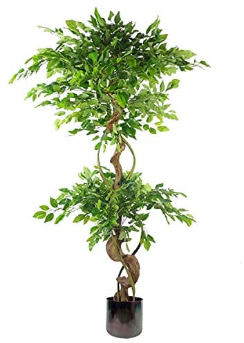 Leaf Realistic Artificial Japanese Fruticosa Ficus Tree, Twisted Large Rainbow, 150cm (5ft)