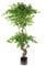 Leaf Realistic Artificial Japanese Fruticosa Ficus Tree, Twisted Large Rainbow, 150cm (5ft)