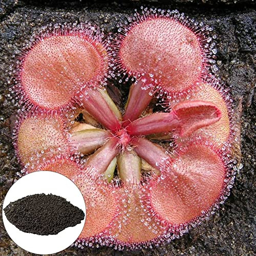 lamphle Semi di Piante Carnivore Semi di Bonsai commestibili freschi adattabili Giardino Drosera Falconeri Semi per Esterni