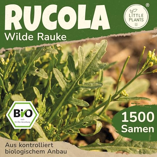 Little Plants BIO Rauke Samen 1500 Wilde Raukesamen Gemüsesamen Rucola für Gemüsegarten Samenfest Gemüse Samen für Küche, Balkon und Garten